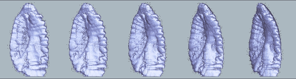 Otolith gallery